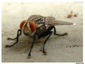 mosca